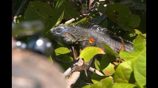 A Blow Gun Hunt for Floridas Giant Iguanas [upl. by Neyugn606]