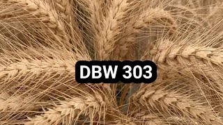 DBW 303 गेहूं की सबसे अधिक उत्पादन देने वाली किस्म gehu farming agriculture wheatcultivation [upl. by Shir]