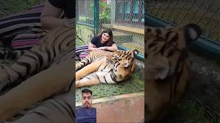 Shar ka upor so Gaya 🥰 tiger animals lion zoo love tigershorts khushigadhvi sherni sher [upl. by Ahsain]