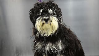 Unbelievable Dog Grooming Transformation Matted to Magnificent [upl. by Leontina580]