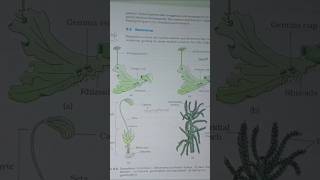 Plant Kingdom Class 11 Biology  NCERTChapter 3 CBSE  Kingdom Plantae OneShot Complete Chapter [upl. by Barnum880]