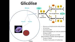 Principais vias metabólicas e a formação de energia [upl. by Bianca]