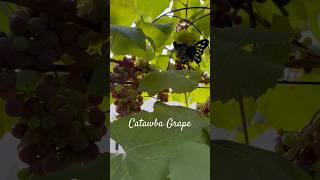 Red Grape Vine Plant Ripening Short 🎶🍇 gardening grape plants shorts [upl. by Yrelav83]