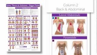 Trigger Point Chart  Spine Thorax and Abdomen  Columns Group Muscles  Superficial to Deep [upl. by Jeremy]