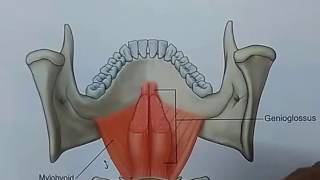 Gross  mylohyoid [upl. by Novej]