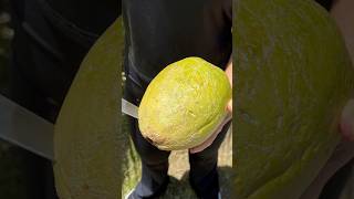 Markisa jumbo sebesar melon markisa markisajumbo [upl. by Schriever]