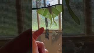 Tiny caterpillar to GIANT Luna moth 🐛🐛Actias luna hatchling vs adult🌙 [upl. by Dnaltiac79]