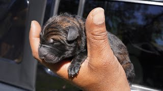 BOTTLE FEEDING YOUR PUPPIES PART 1 [upl. by Trelu]