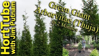 Green Giant Arborvitae Thuja in 2 Minutes [upl. by Deedahs]