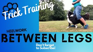 Heelwork between your legs  Dog Trick Training This trick LOOKS amazing [upl. by Ymaral634]