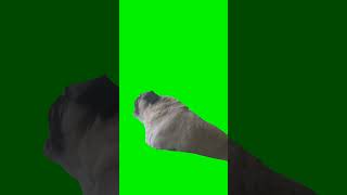 Pug screaming green screen [upl. by Benetta]