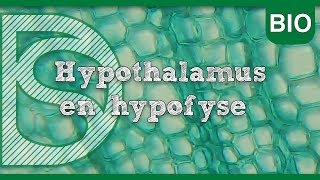 Examen biologie  Hypothalamus en hypofyse Hormonale regeling [upl. by Nellek]