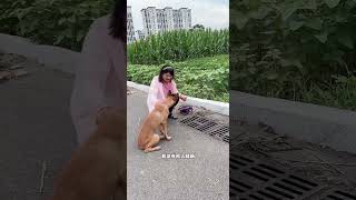 Stray dog ​​helps woman get her wallet back to repay her kindness BraveDogShowshorts [upl. by Ilah]