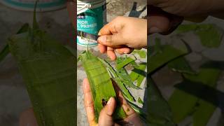 Best uses of Aloe Vera gardening ideas [upl. by Aidnac7]