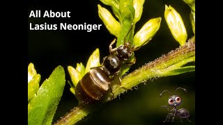 ALL ABOUT LASIUS NEONIGER NUPTICIAL FLIGHTS HABITATS AND DEVELOPMENT [upl. by Greerson819]