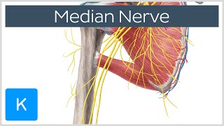 Median Nerve  Course Distribution amp Branches  Human Anatomy  Kenhub [upl. by Gnoh]