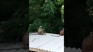 monkey ka video viral video [upl. by Allemap]