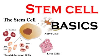 Stem cells basics animation [upl. by Fairleigh]