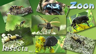 INSECTA Volume 3 [upl. by Nairrad340]