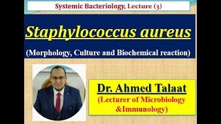 Staphylococci 2 Morphology Culture and Biochemical reaction of Staphylococcus aureus [upl. by Janik]