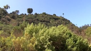 Community activists rally to save Tecolote Canyon trees amid sewer project plans [upl. by Glori]