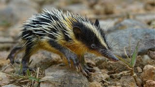 quotMindBlowing Lowland Streaked Tenrec Facts Revealed  Unbelievable Information [upl. by Adi945]