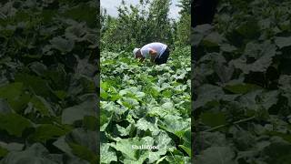 Courgette kuku from garden’s organic courgette shorts rural countrylife nature garden youtube [upl. by Enaujed]