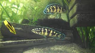 Julidochromis marlieri Gombe pair with fry [upl. by Asirrak]