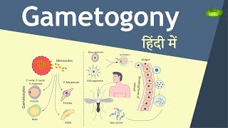 Gametogony in Plasmodium in Hindi  Malaria Transmission  Basic Science Series [upl. by Ailene]