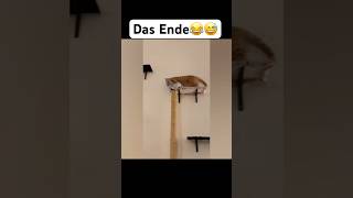 Das Ende😂😅 music artist hiphop dance lustigekatze chat humour memes sing cat [upl. by Fidele]