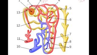 Regulation of Glomerular Filtration Rate [upl. by Fontana]