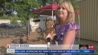 Local petting zoo and wildlife rehab hoping to grow with benefit [upl. by Mayrim527]