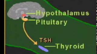 thyroid hormone physiologympg [upl. by Neeleuqcaj485]