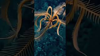 NEW DISCOVER SPECIES FEATHER STAR [upl. by Beekman]