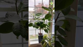 WIRING My Rubber Tree FICUS ELASTICA ficusplant thegreenearth plants [upl. by Singleton568]