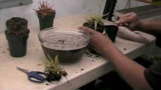 How to Repot Drosera adelae [upl. by Nylanaj]