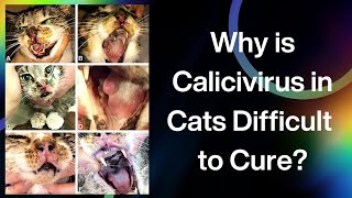 Why is Calicivirus in Cats Diffucult to Cure [upl. by Jennifer]