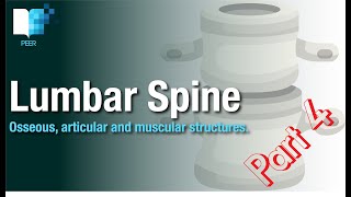 The Anatomy of the Lumbar Spine thoracolumbar junction amp fascia abdominal muscles amp articulations [upl. by Aehtla]