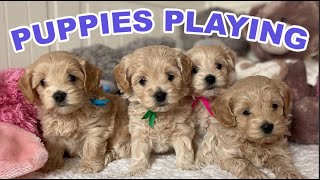 Cute Puppies Playing and Running  8Week Maltipoo Puppy [upl. by Tezile]