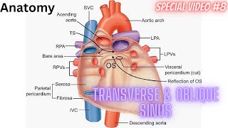 Anatomy of Transverse sinus amp Oblique sinus in details Special video part 8 drtechvlogger [upl. by Piselli]