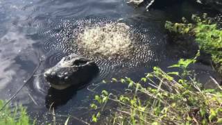 Alligator bellows at Paynes Prairie [upl. by Hearn317]