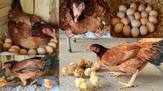 Broody aseel hen hatching eggs to chicks Murgi ne bache nakal liye [upl. by Htinek529]