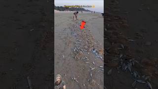 Many sea fish died shorts ytshorts fishing sea beach dog rescue [upl. by Anerual]