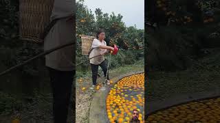 Orange fruit harvesting from farmers and rural farming life agriculture fruit easy orange ru [upl. by Nerraj]