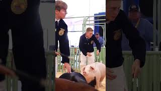 Krew and his Landrace Shamrock at MidState Fair in Hog Showmanship showpigs livestockshow [upl. by Stulin1]