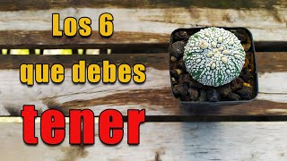 ¿Cuántas especies de cactus Astrophytum existen ¡Descúbrelo hoy mismo [upl. by Lyontine]