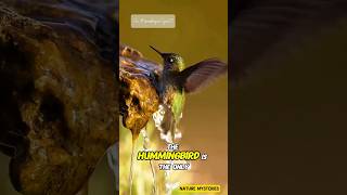 The Hummingbird The Only Bird That Can Fly Backward🐦✨ Hummingbird Subscribenow Shorts facts [upl. by Katz755]