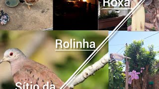 continuação do sítio da rolinha roxa está ao vivo em vídeo vídeo 1 [upl. by Leeann]