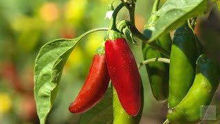 ⟹ Chipotle Pepper Capsicum annuum PLANT REVIEW pepper [upl. by Nibur]