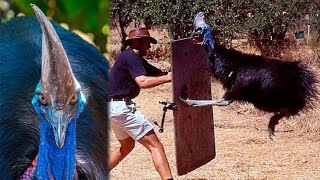 Insane Cassowary Attack cassowary [upl. by Dirraj98]